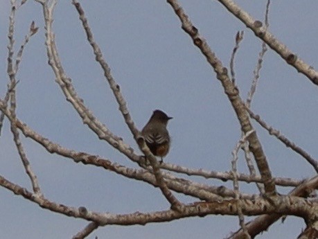 Say's Phoebe - ML645651307