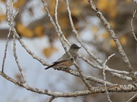 Say's Phoebe - ML645651308