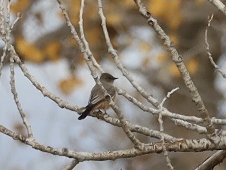 Say's Phoebe - ML645651309