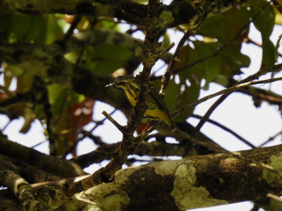 Yellow-breasted Flowerpecker - ML645651310
