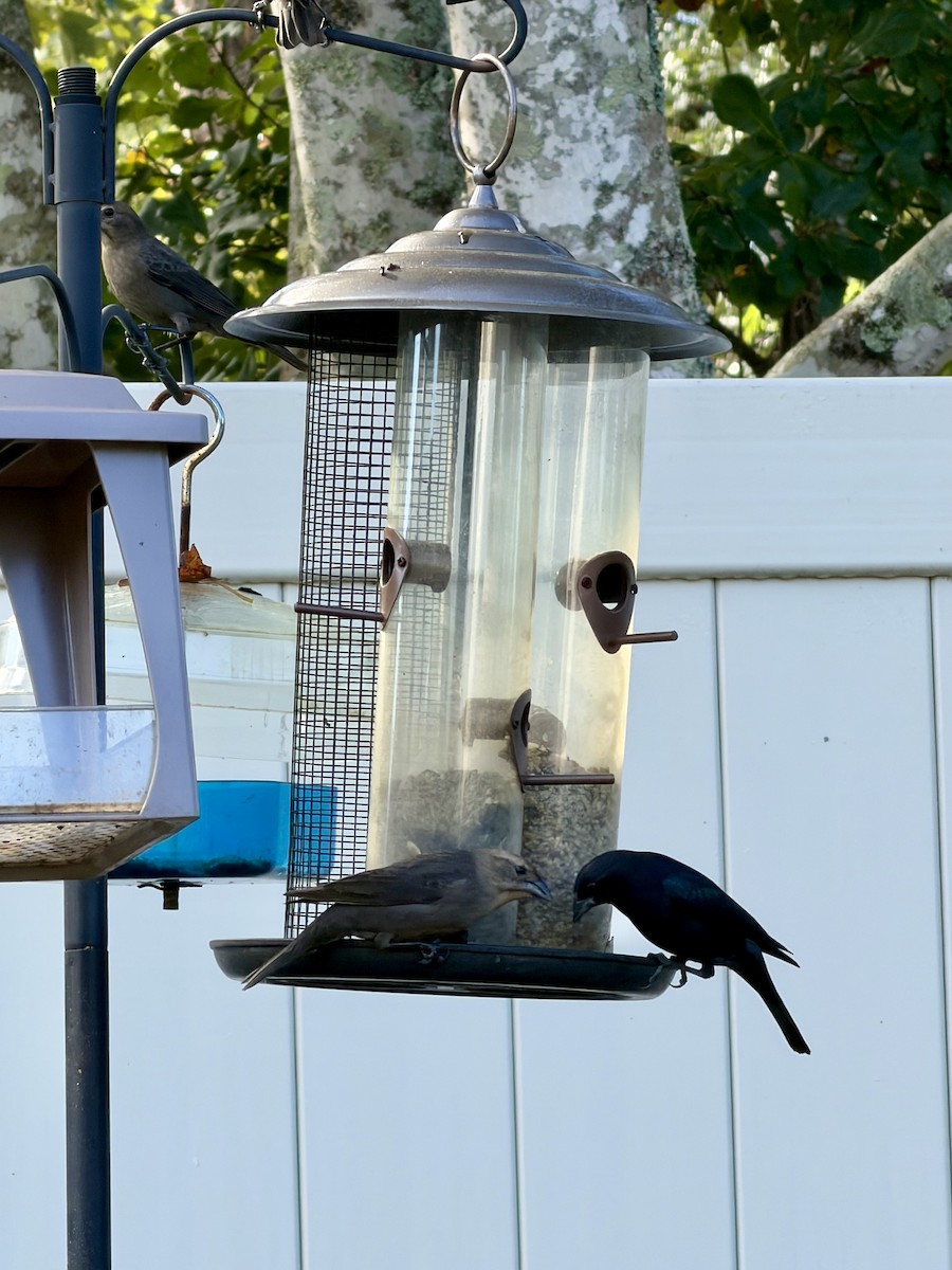 Brown-headed Cowbird - ML645651311