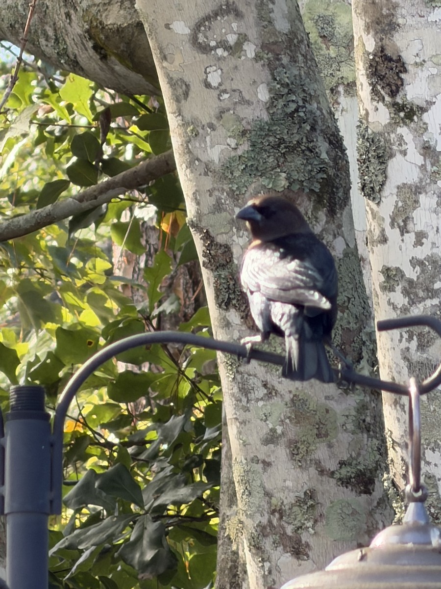 Brown-headed Cowbird - ML645651312