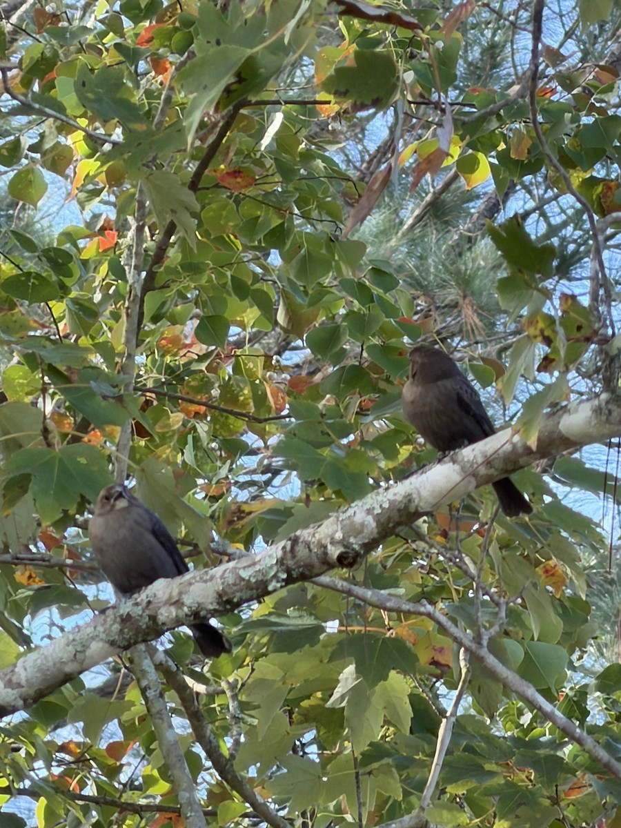 Brown-headed Cowbird - ML645651313