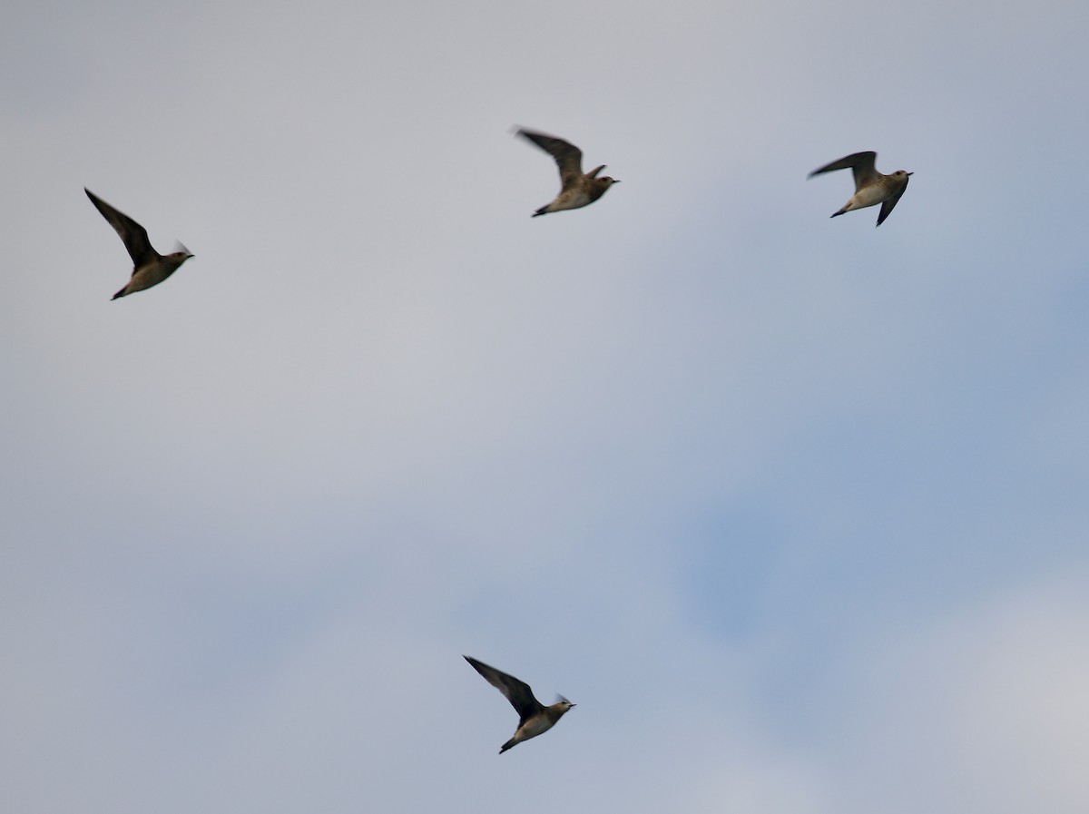 太平洋金斑鴴 - ML645651314