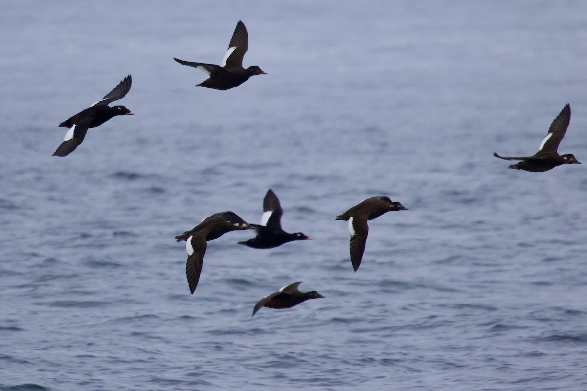 White-winged Scoter - ML645651315