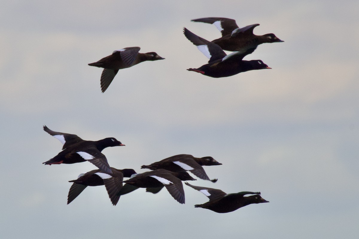 White-winged Scoter - ML645651316