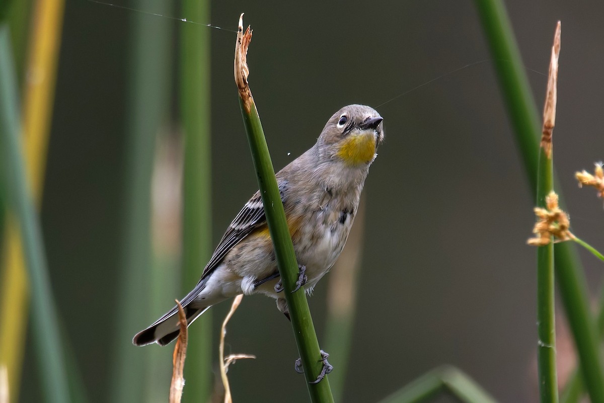 Yellow-rumped Warbler - ML645651319