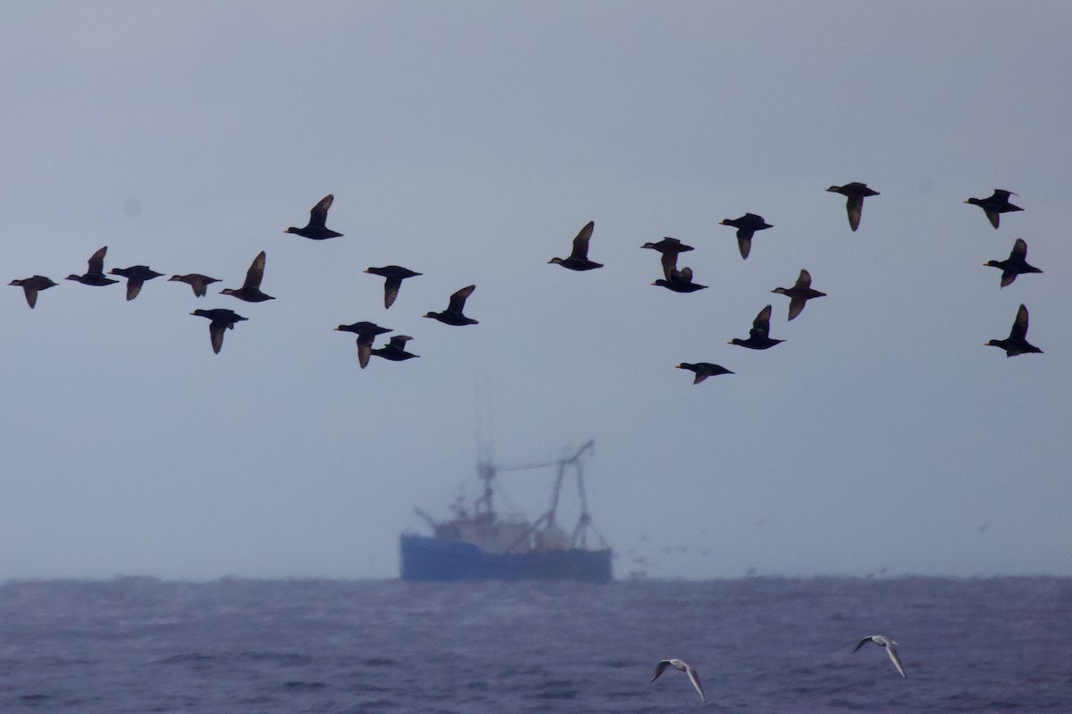 Black Scoter - ML645651320