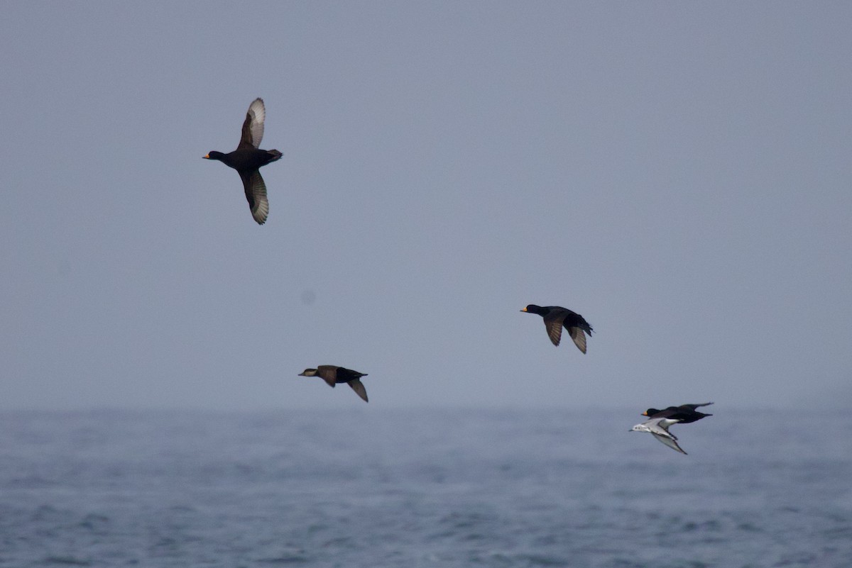 Black Scoter - ML645651321