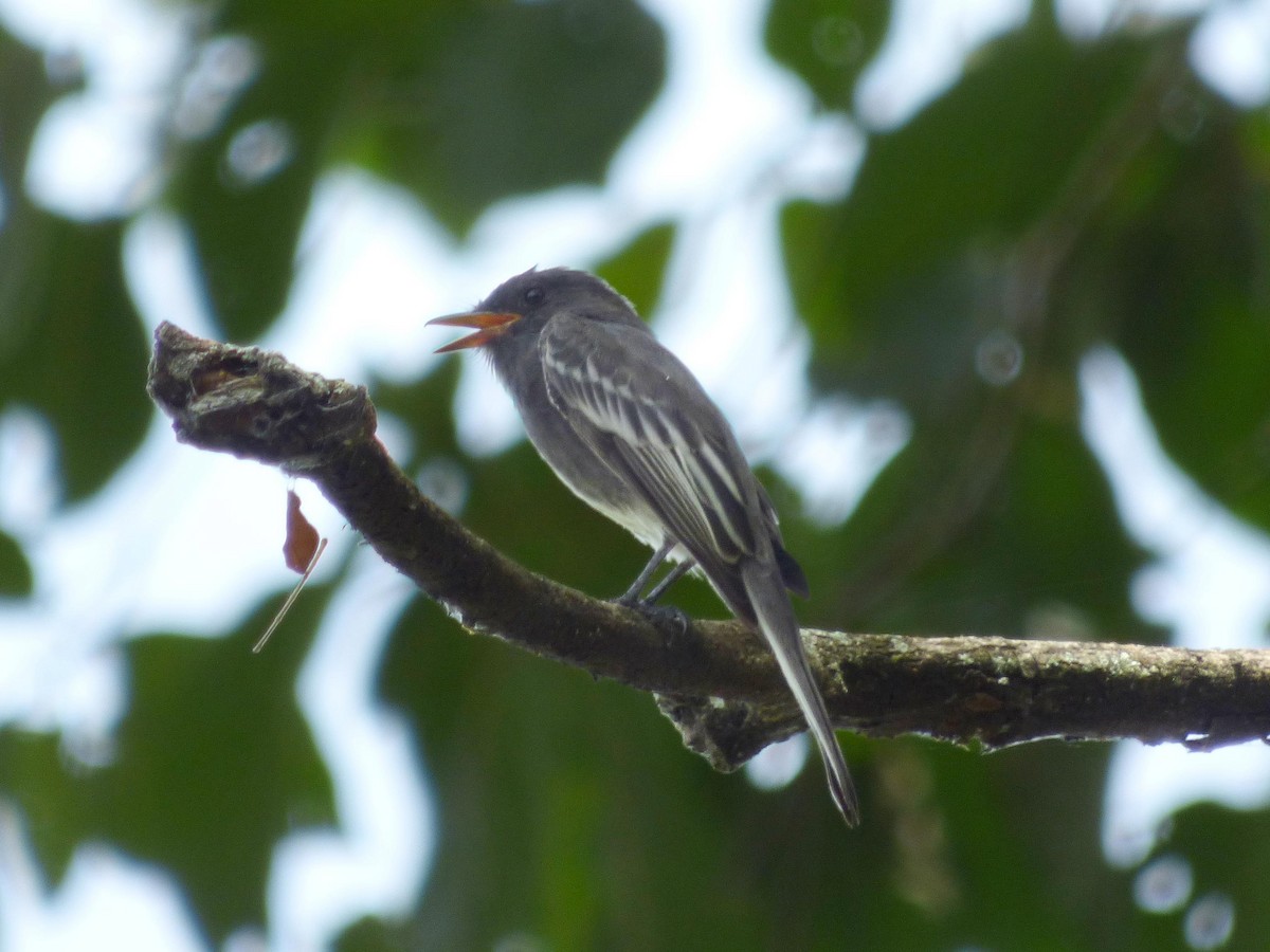 Black Phoebe - ML645651322