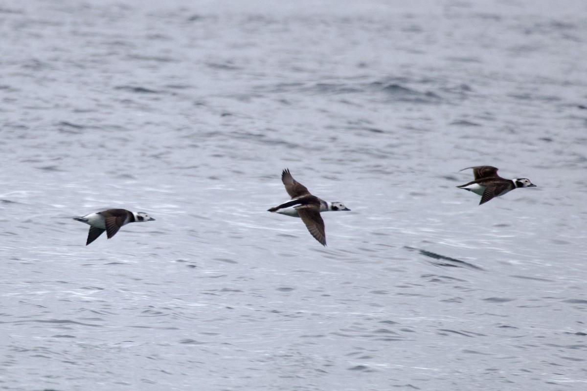 長尾鴨 - ML645651323