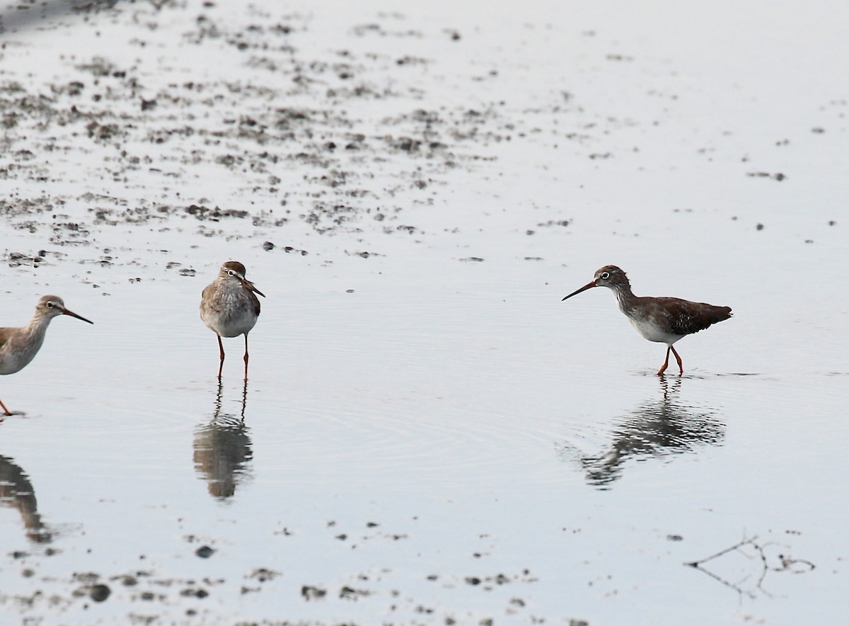 赤足鷸 - ML645651324