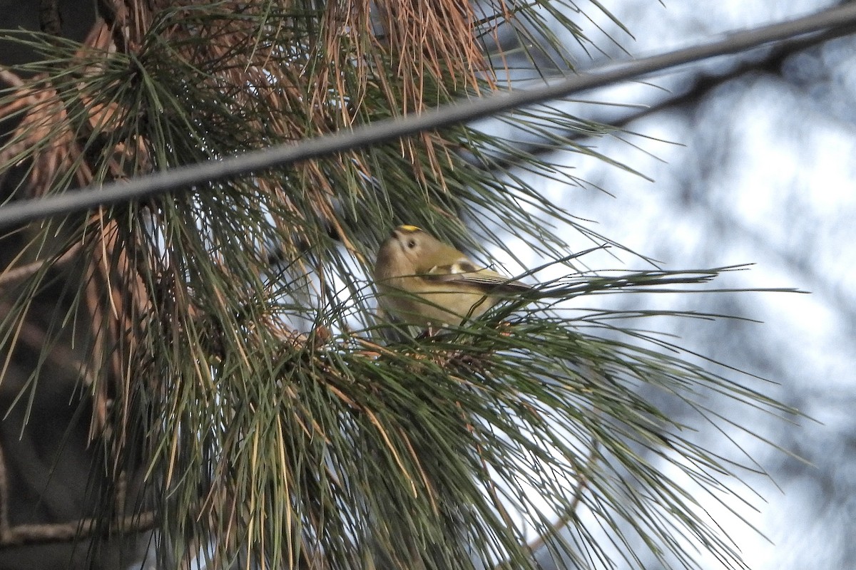 戴菊鳥 - ML645651325