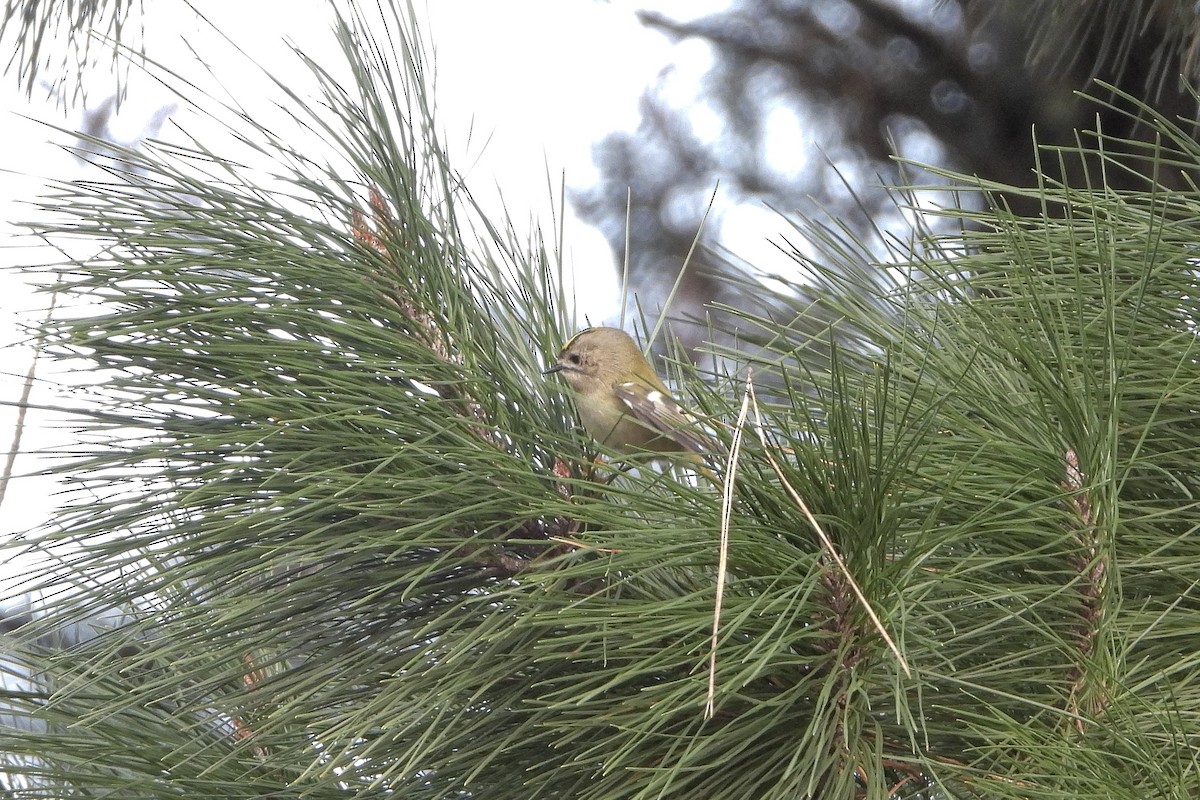 戴菊鳥 - ML645651326