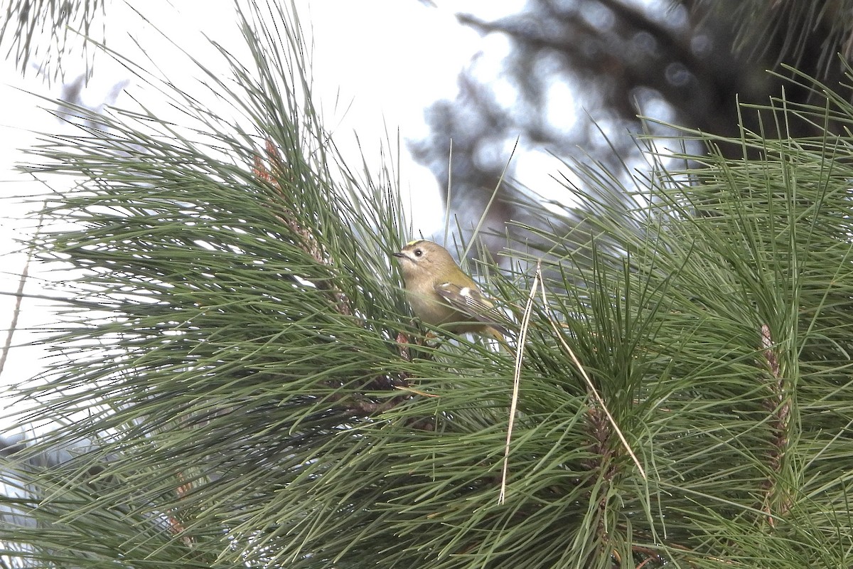 戴菊鳥 - ML645651327