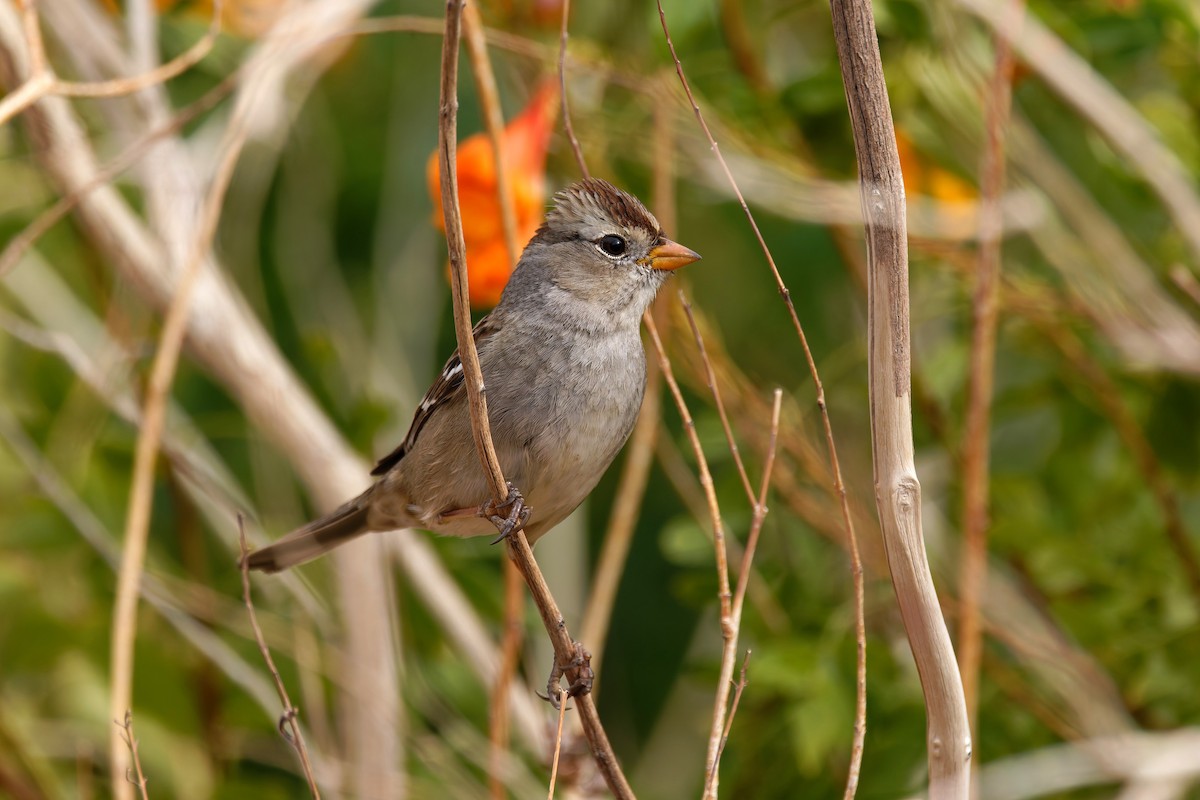 White-crowned Sparrow - ML645651328