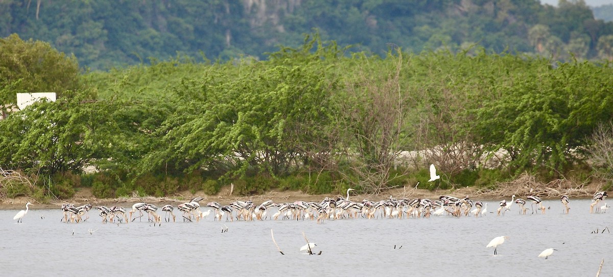 Painted Stork - ML645651329