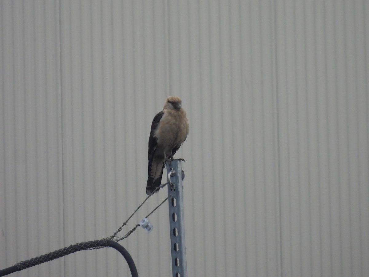 Yellow-headed Caracara - ML645651330