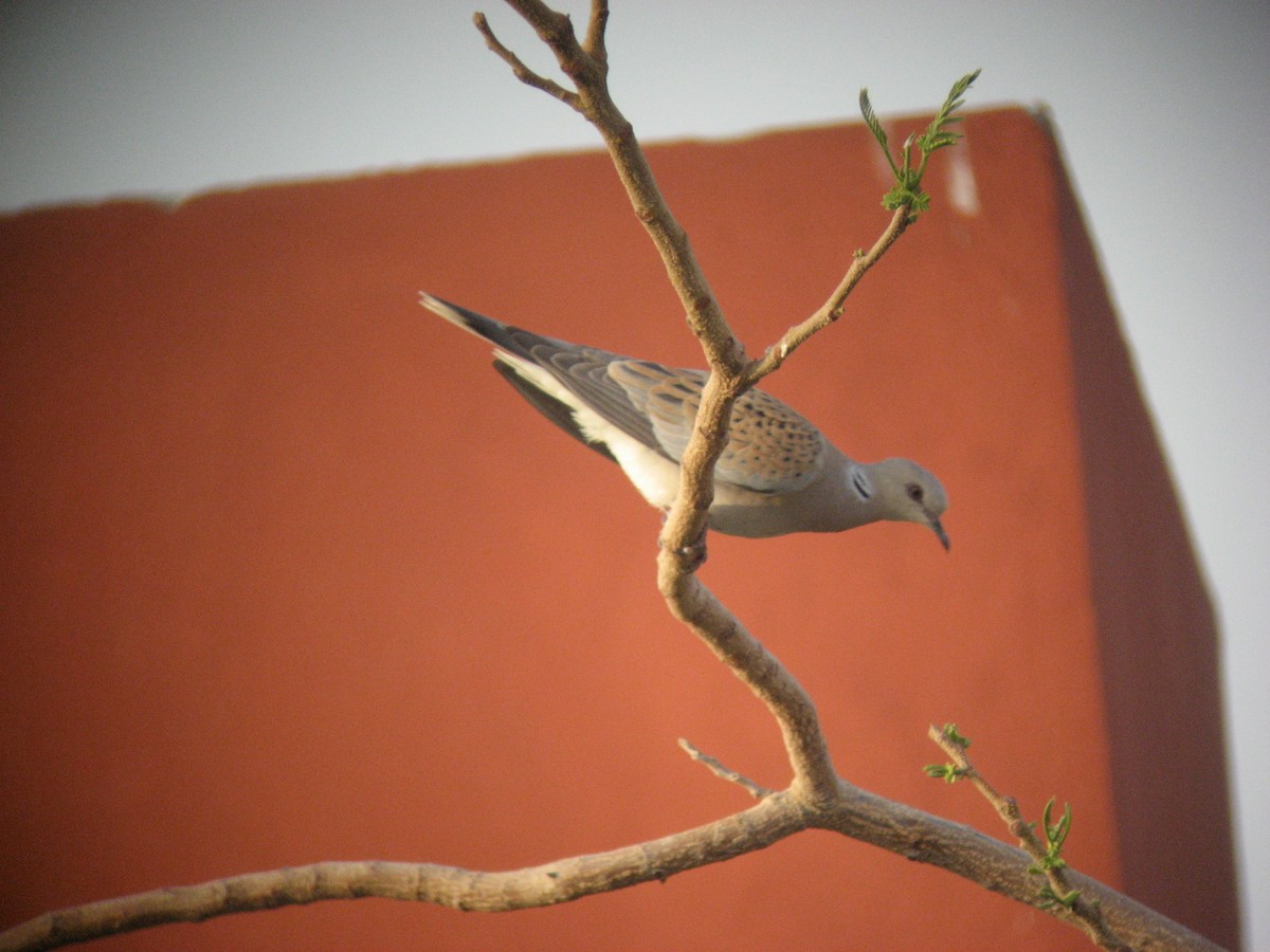 hrdlička divoká - ML645651335