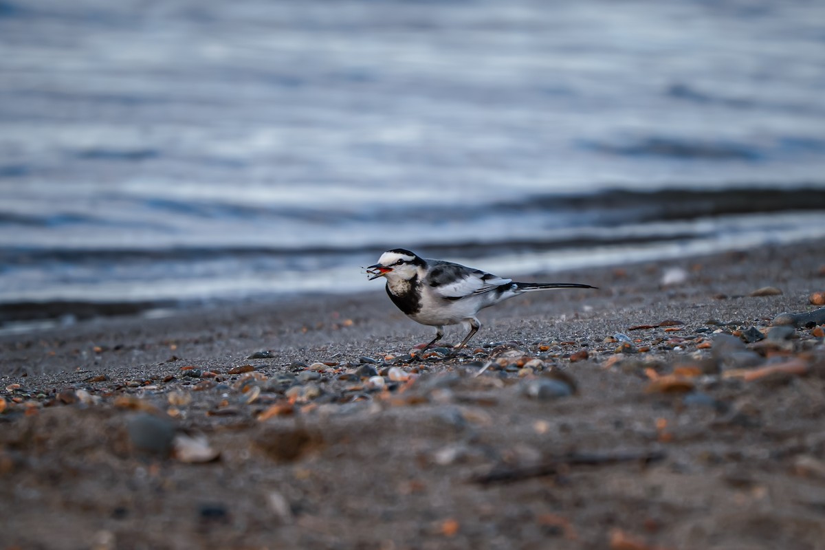 Плиска біла - ML645651343