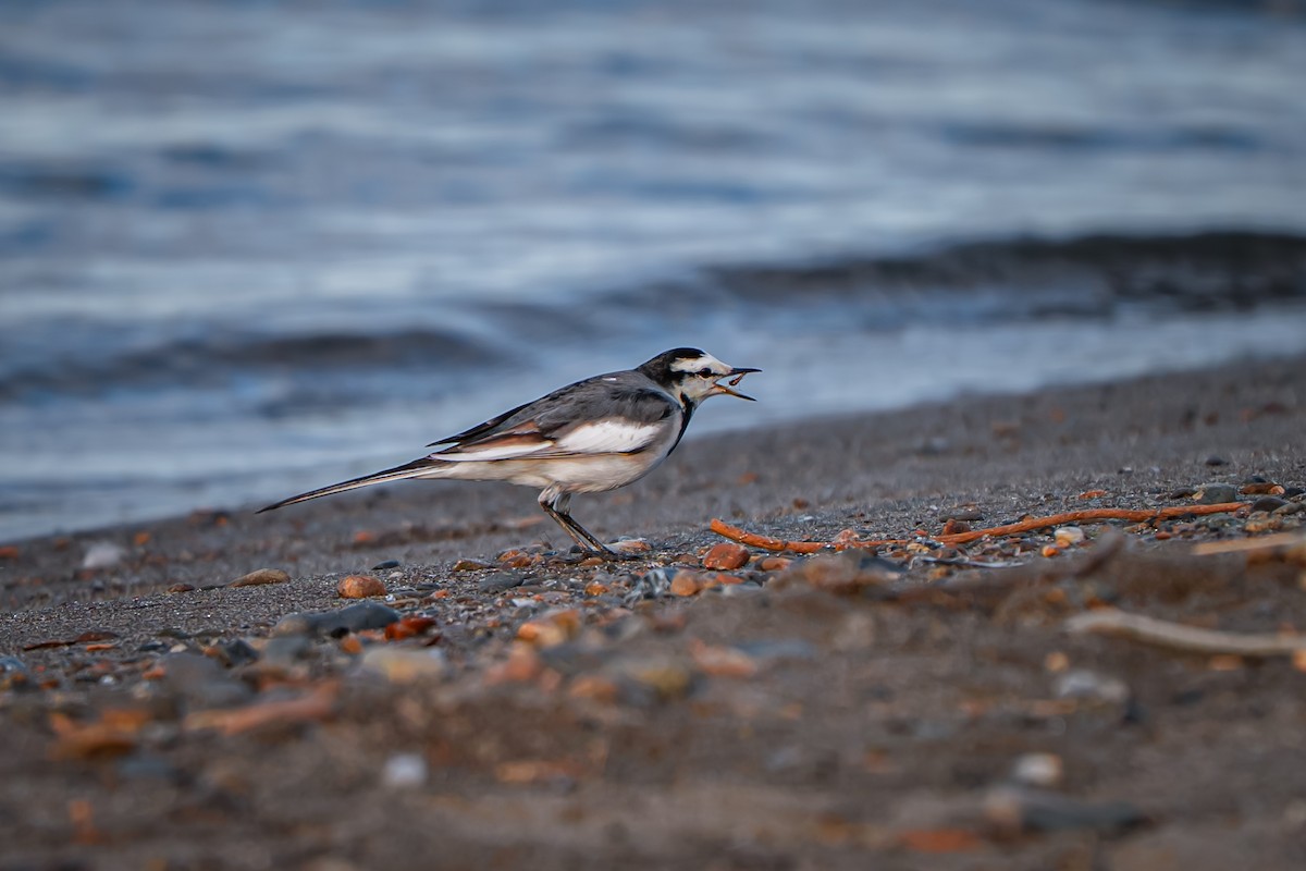 Плиска біла - ML645651344