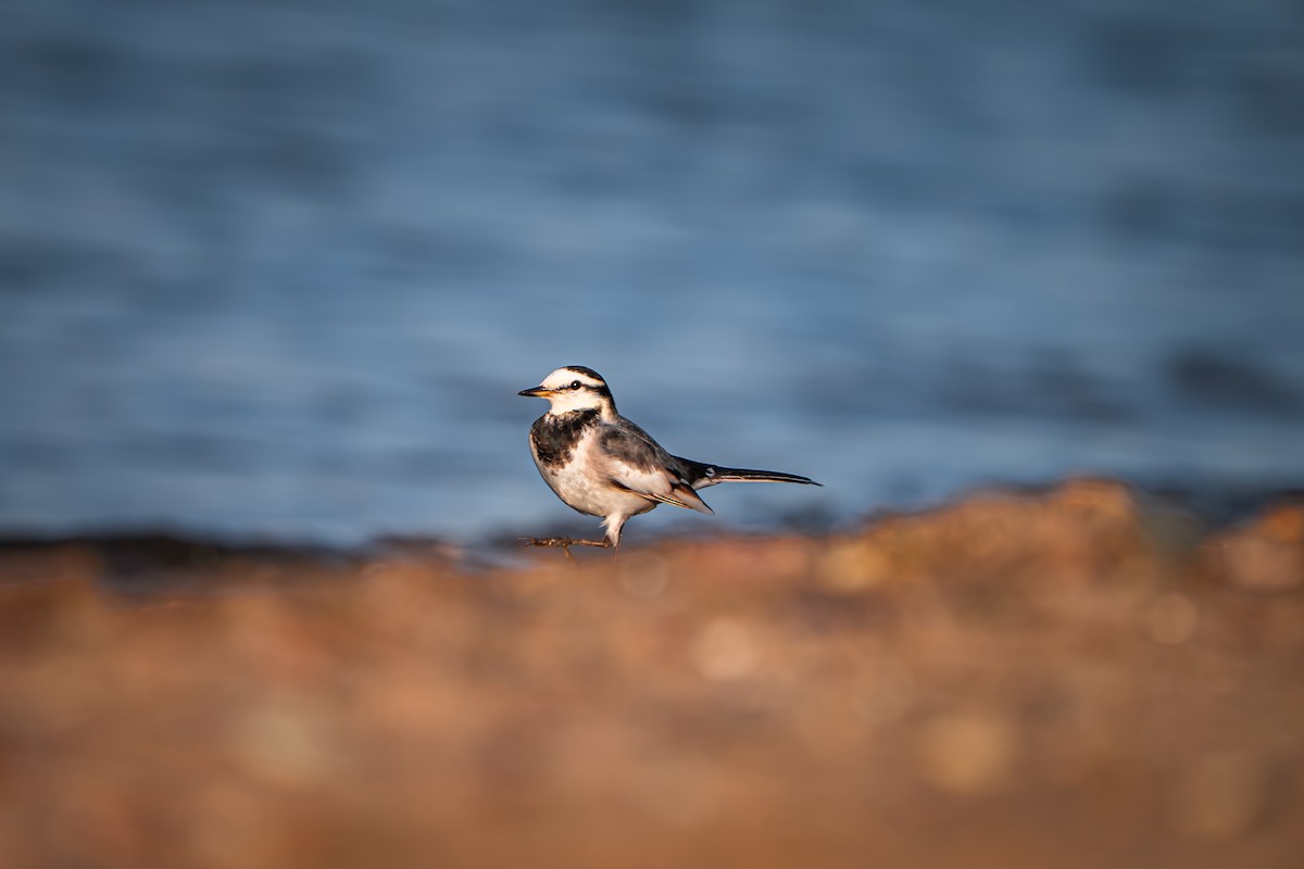 Плиска біла - ML645651345