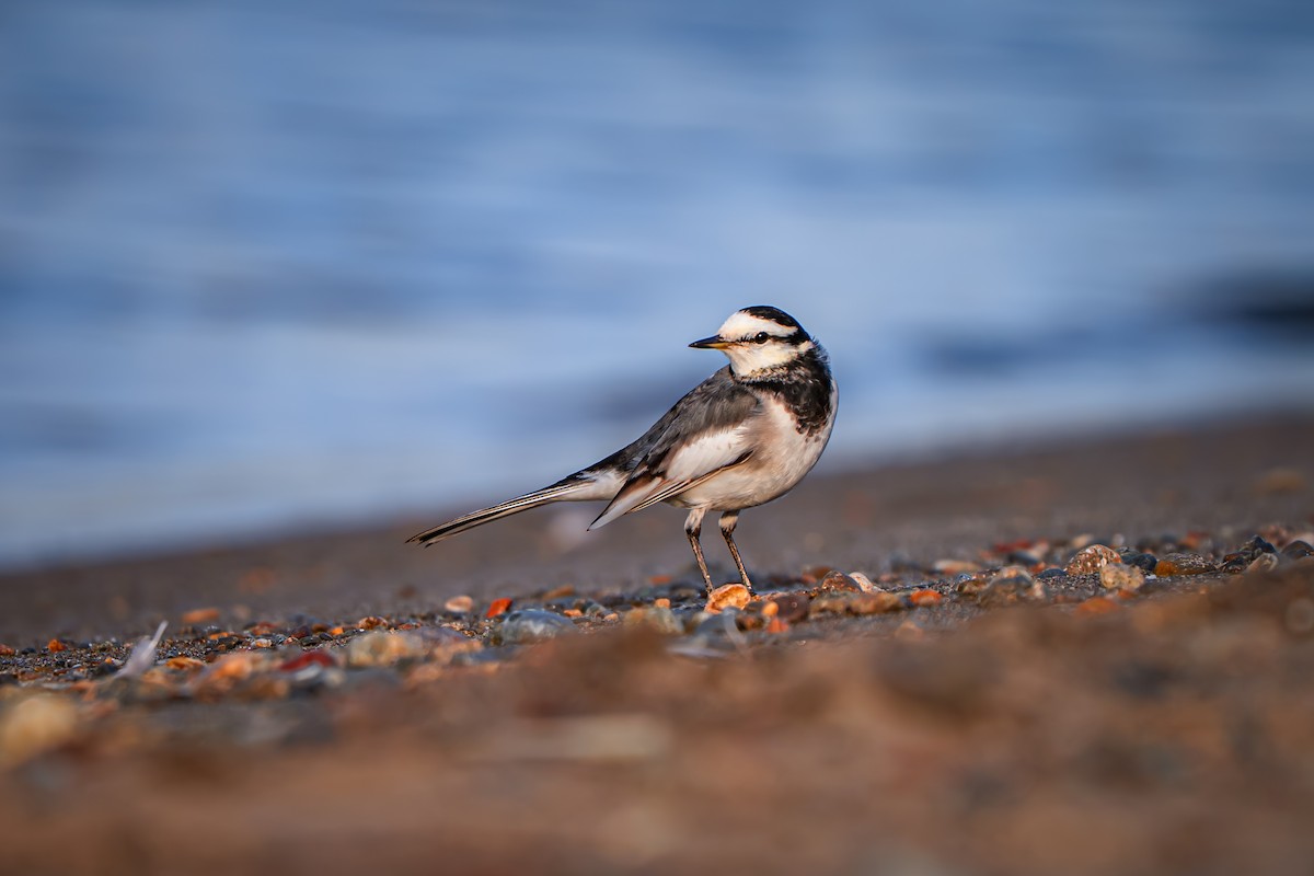 Плиска біла - ML645651346