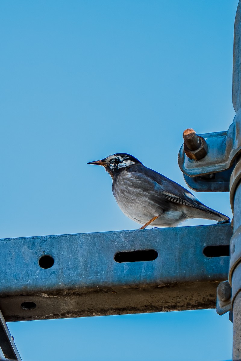 Шпак сірий - ML645651347