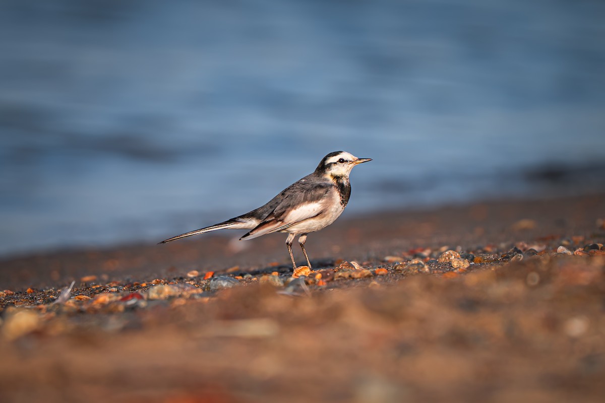 Плиска біла - ML645651349