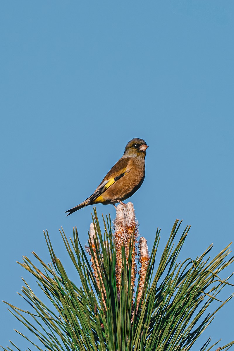 Зеленяк китайський - ML645651350