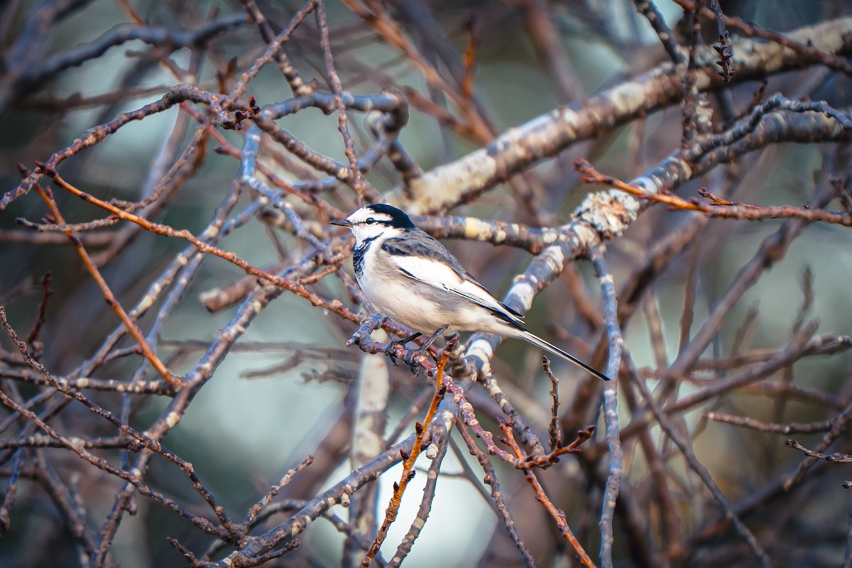 Плиска біла - ML645651351