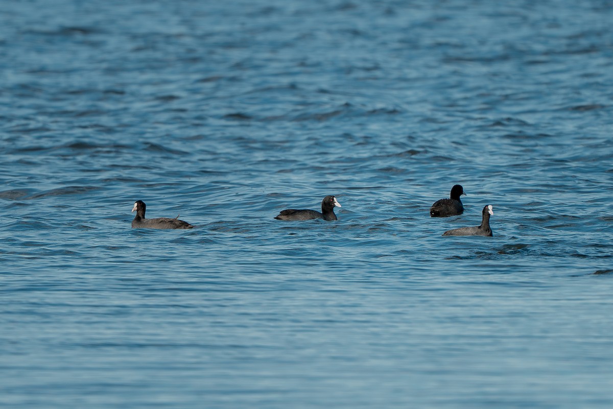 Лиска звичайна - ML645651352
