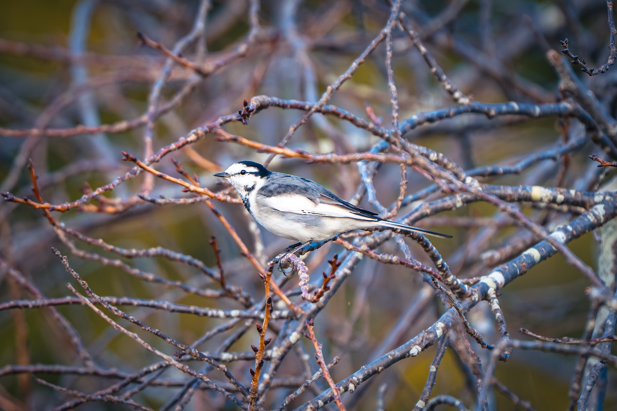 Плиска біла - ML645651353