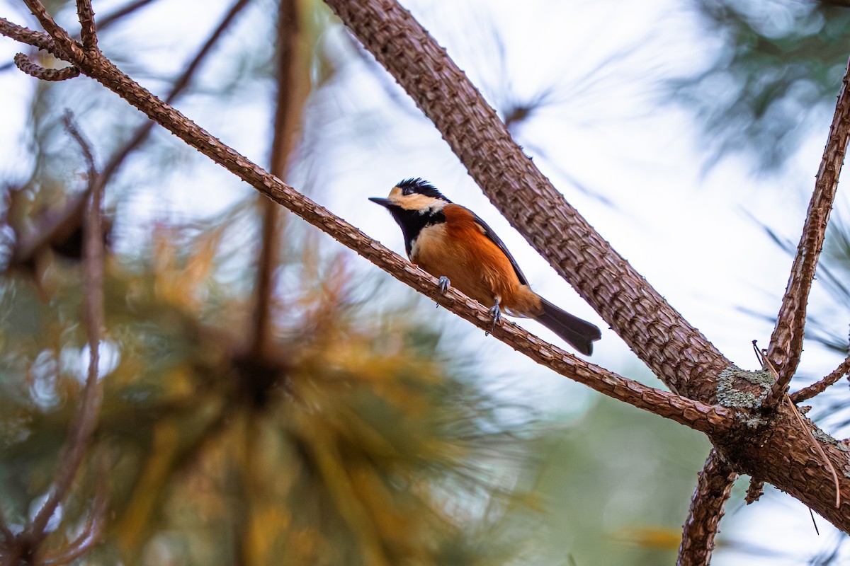 Гаїчка японська - ML645651354