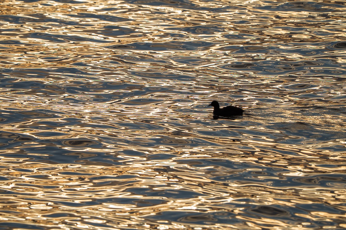 Лиска звичайна - ML645651358