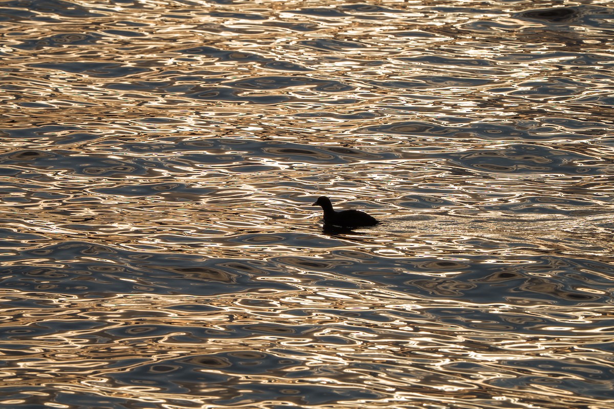 Лиска звичайна - ML645651359