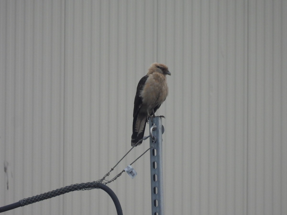 Yellow-headed Caracara - ML645651364