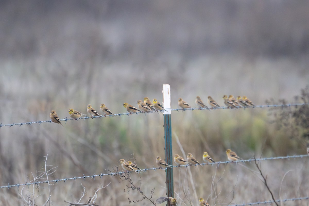 American Goldfinch - ML645651365