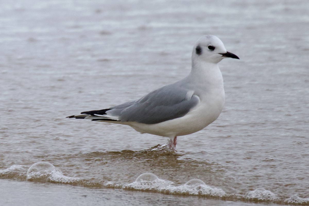 Bonaparte's Gull - ML645651369