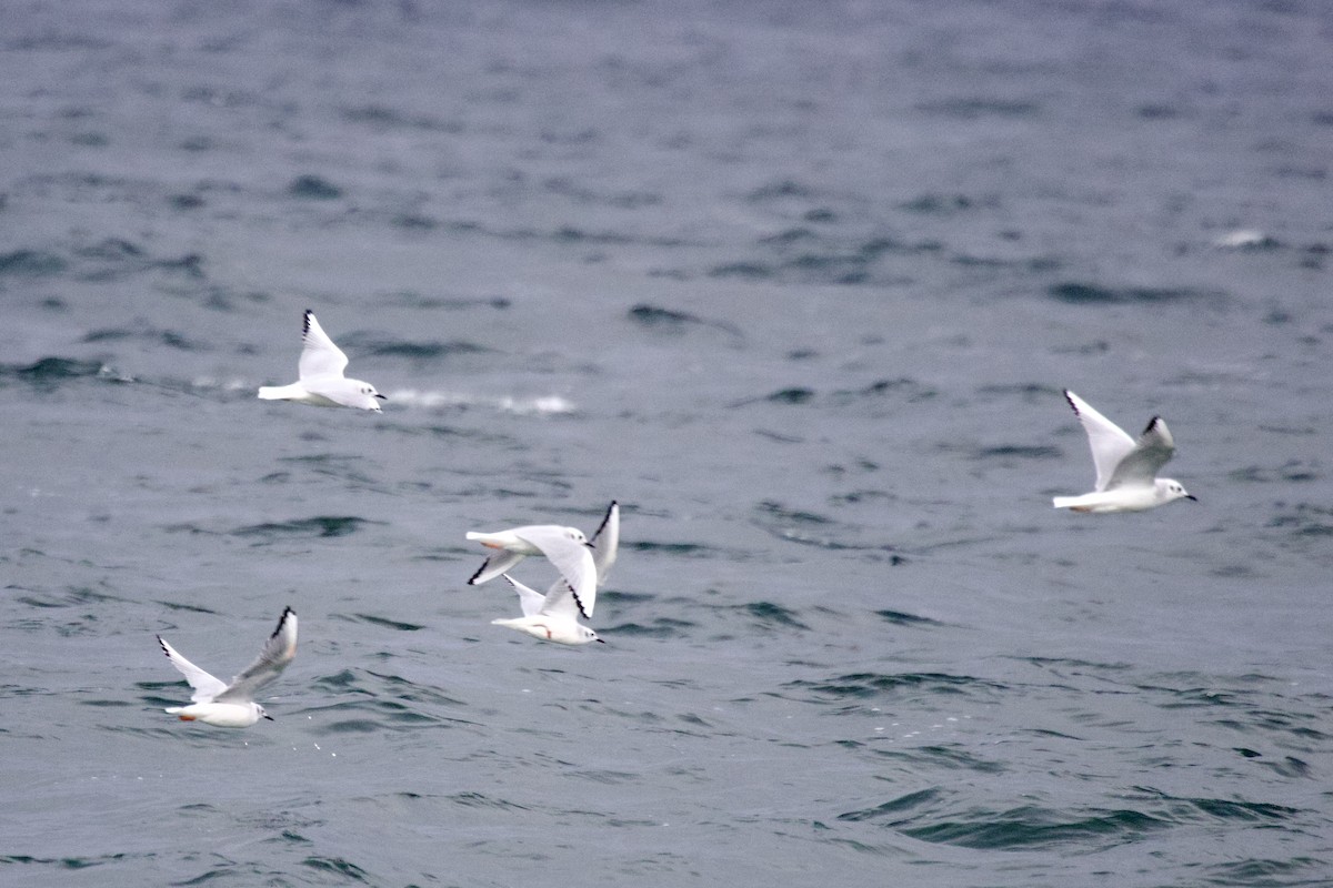 Bonaparte's Gull - ML645651370