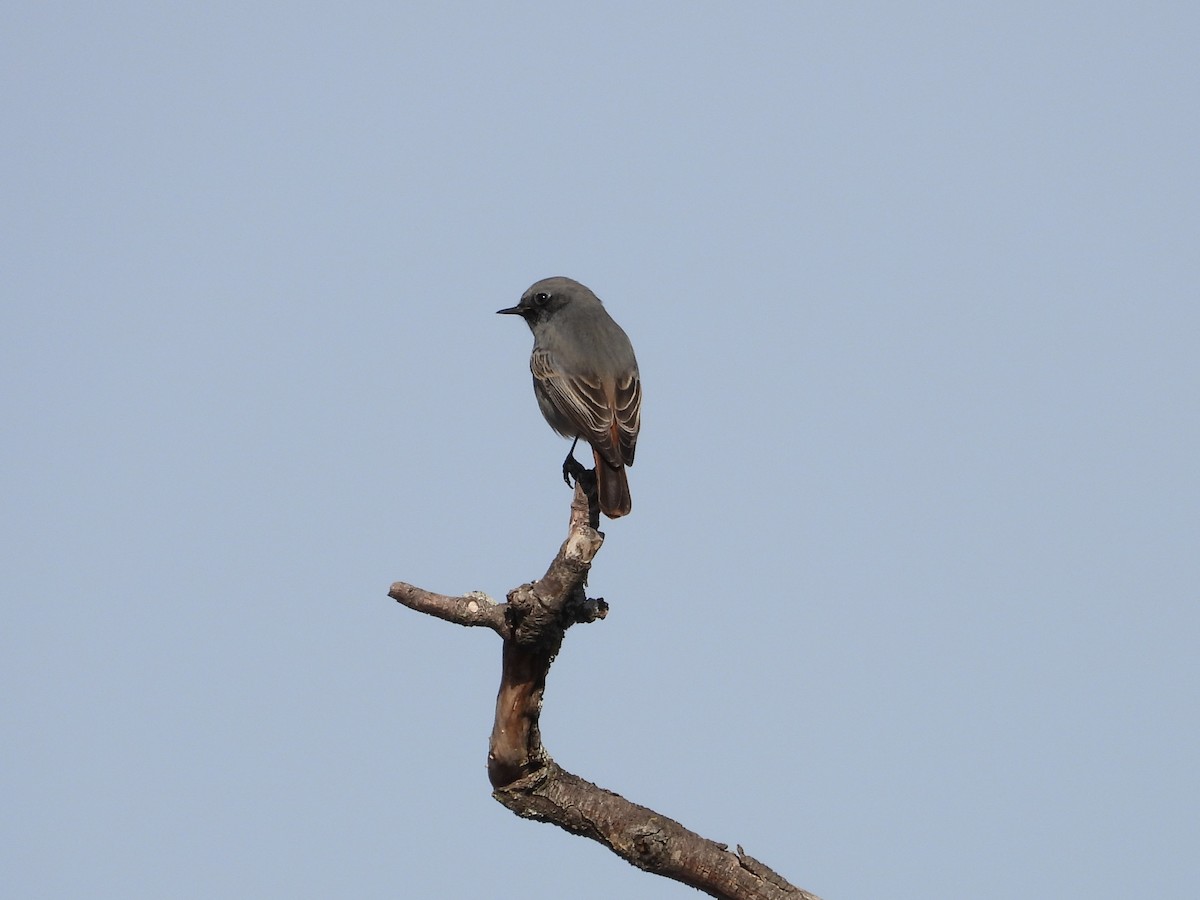 Black Redstart - ML645651372