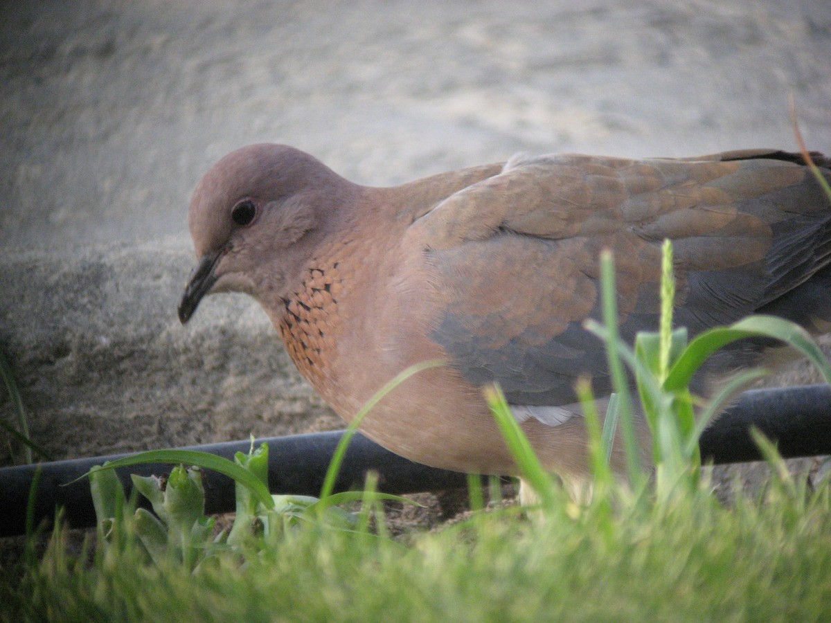 Laughing Dove - ML645651374