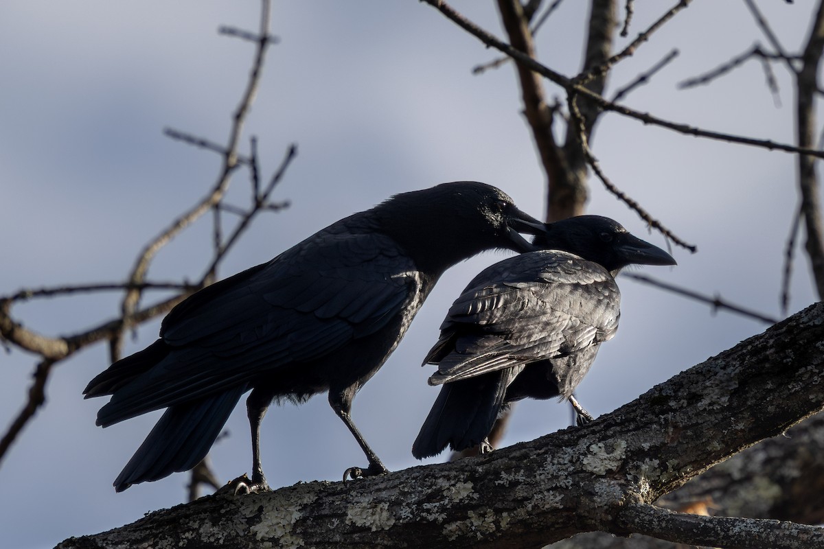American Crow - ML645651376