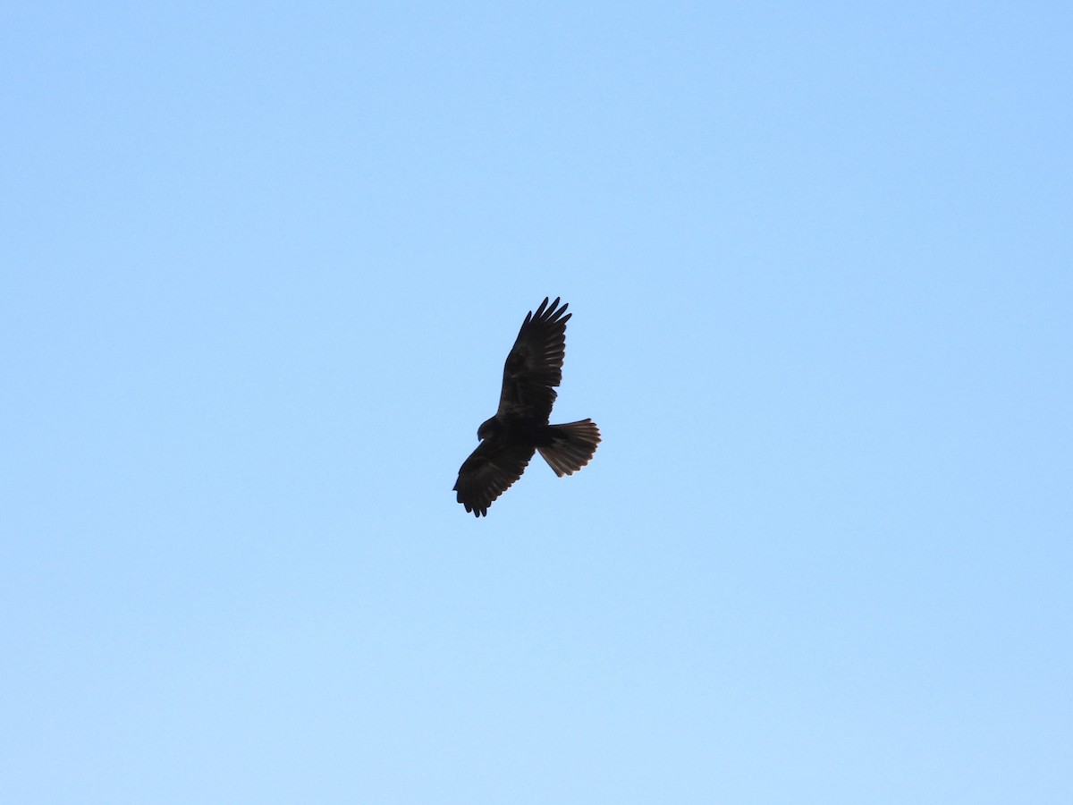 Western Marsh Harrier - ML645651377