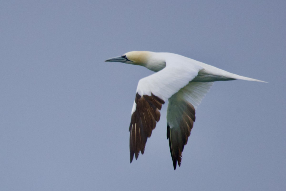 Northern Gannet - ML645651380