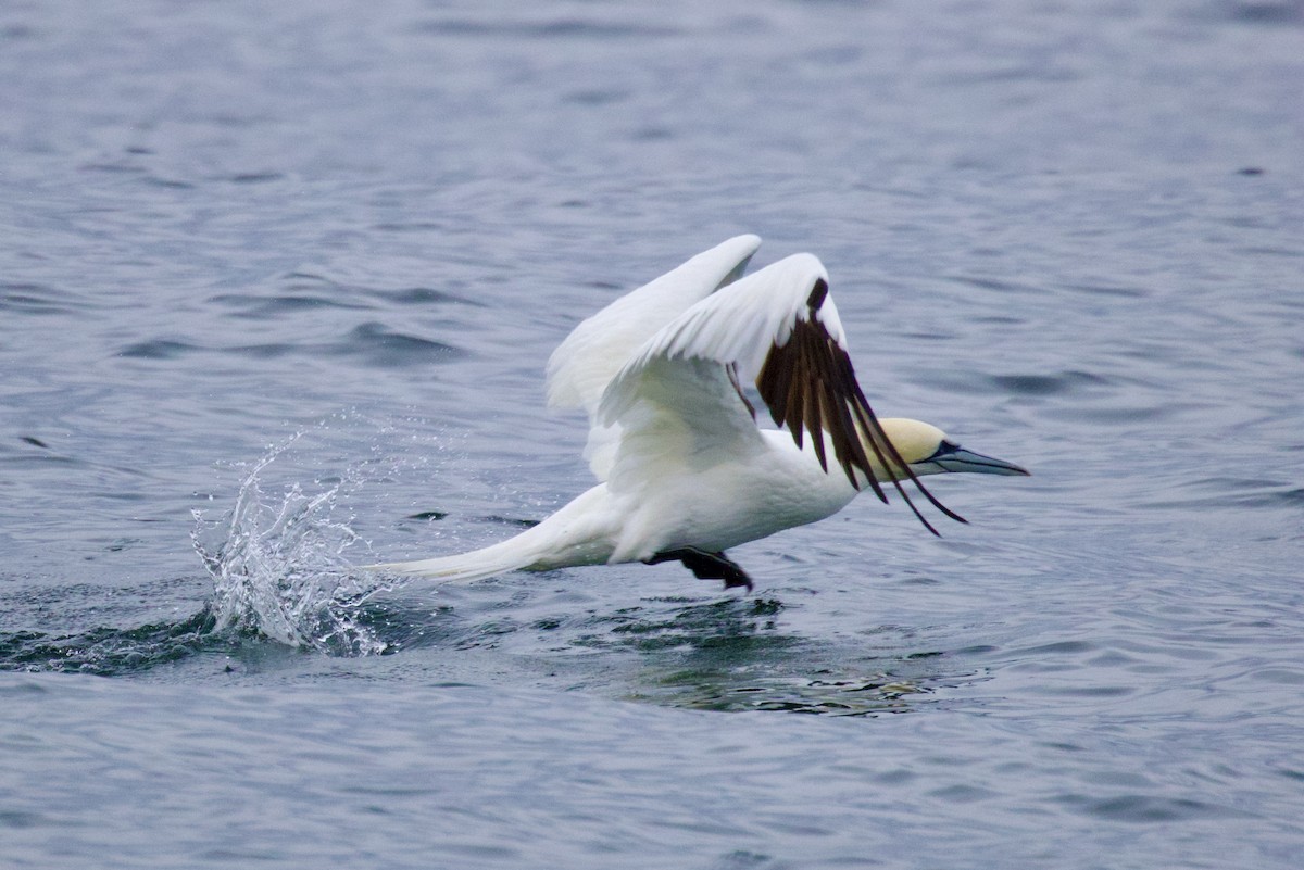Northern Gannet - ML645651381