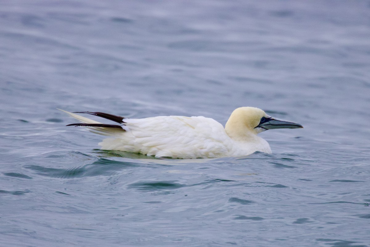 Northern Gannet - ML645651382