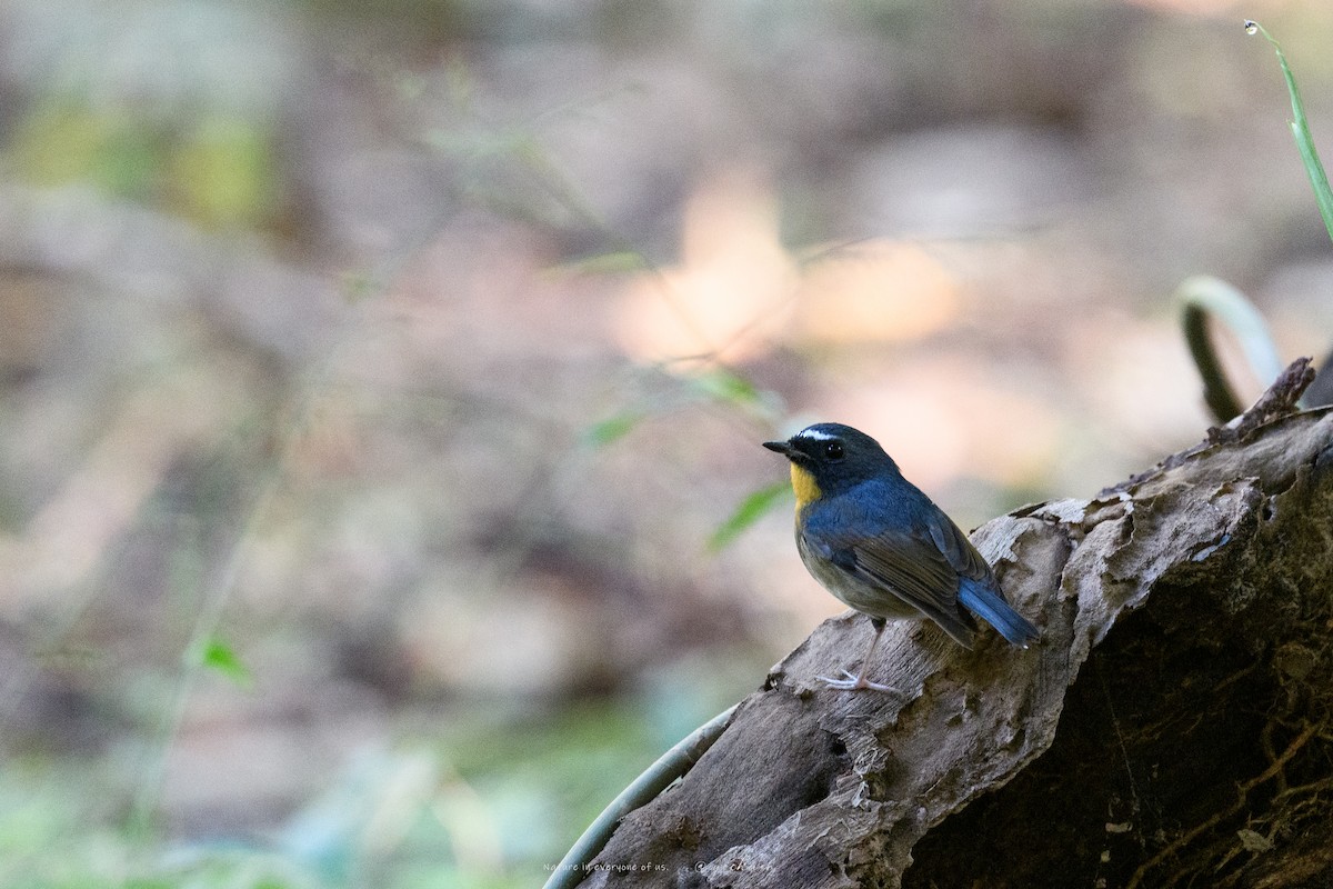 Rotbrustschnäpper - ML645651384