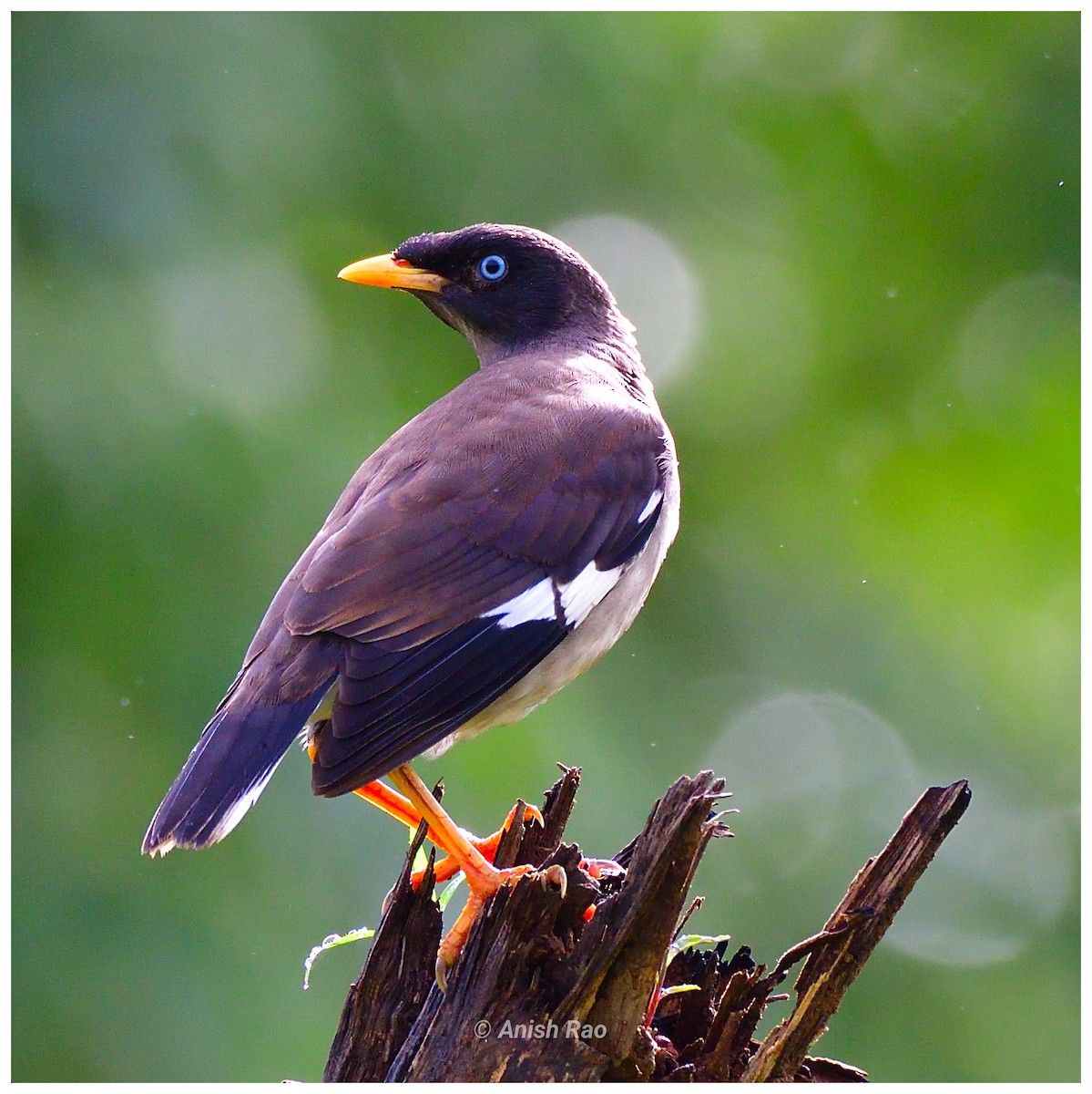 Jungle Myna - ML645651385