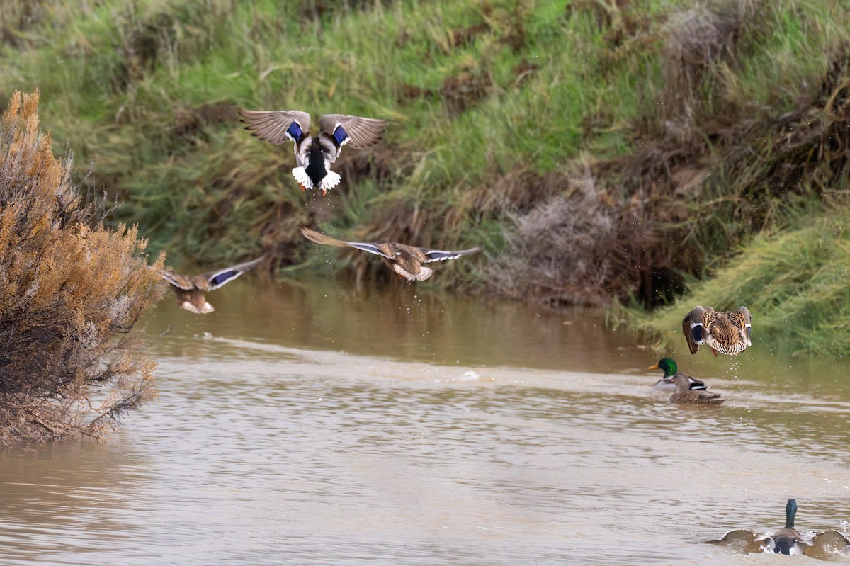 Mallard - ML645651386